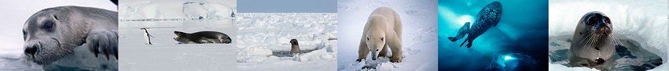 seals on ice