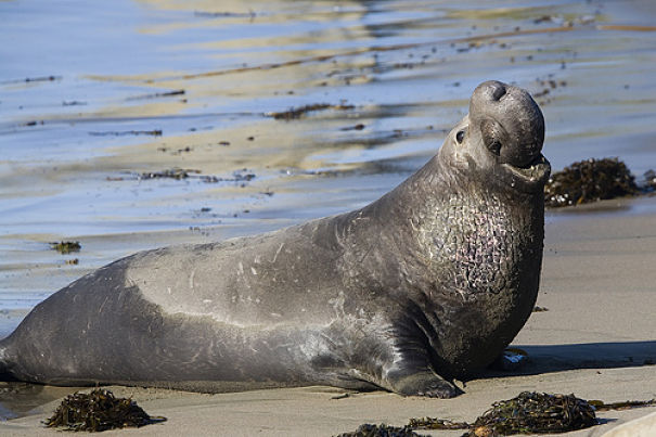 huge elephant seal