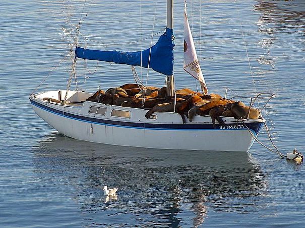 sea lions on boat