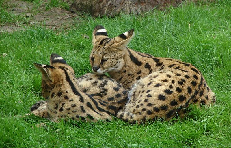 serval cat mother and baby