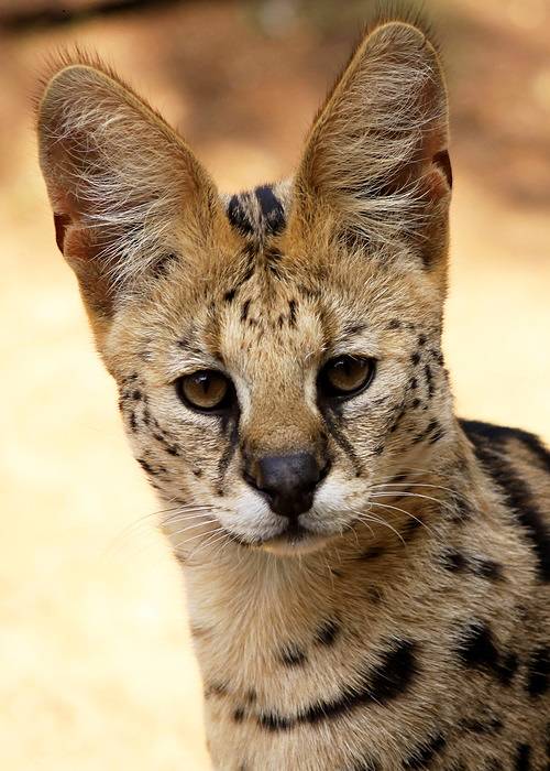 serval cat portrait