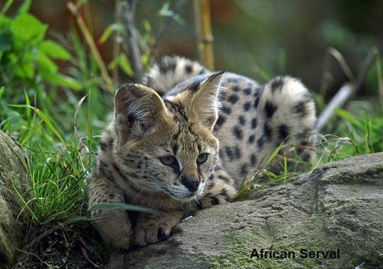 serval cat