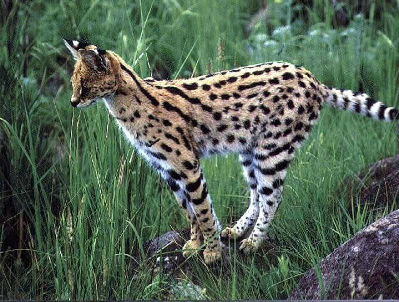 serval on a rock