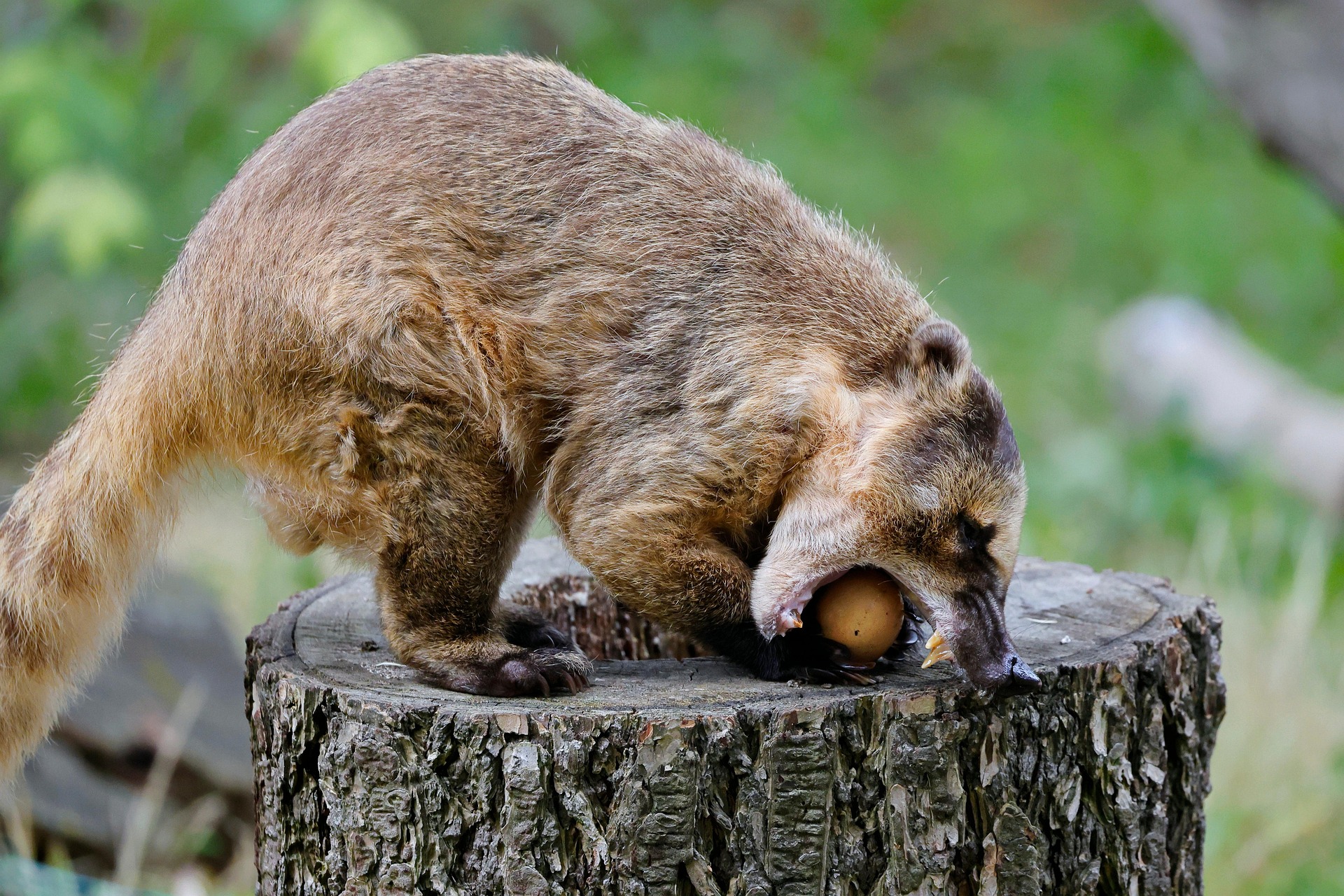 coati jaws coati jaws