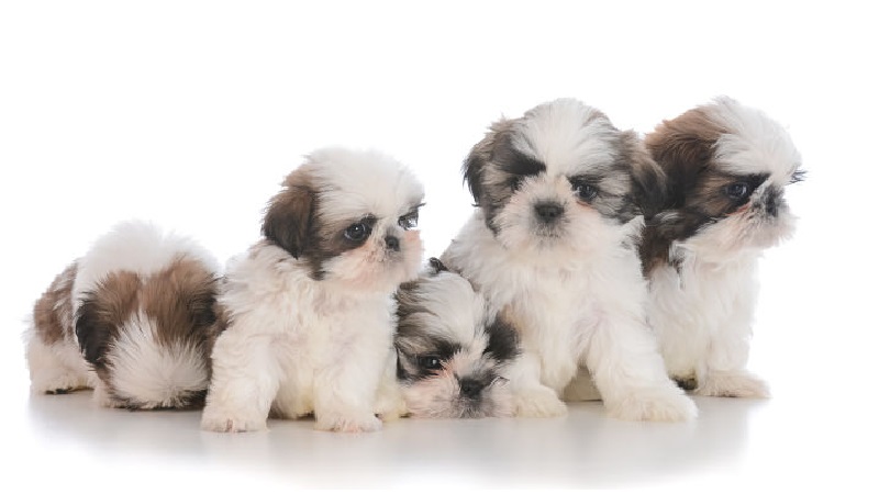 Shih-tzu puppies