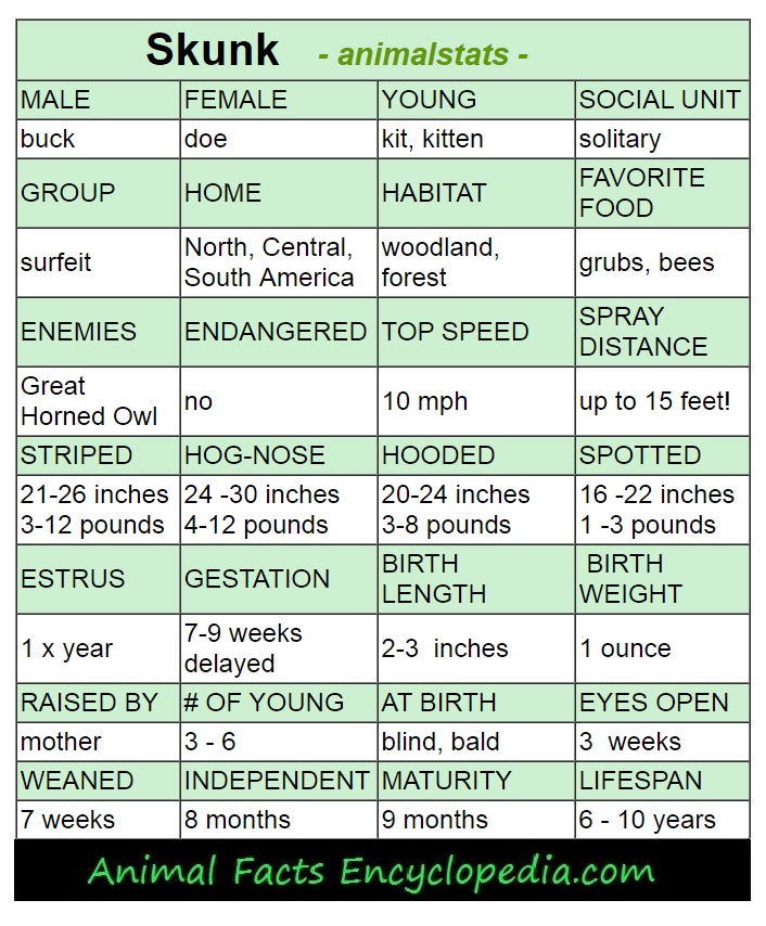 skunk animal stats