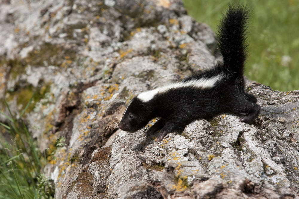 baby skunk on a log