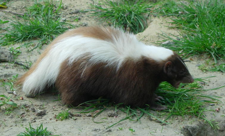 brown hog-nosde skunk