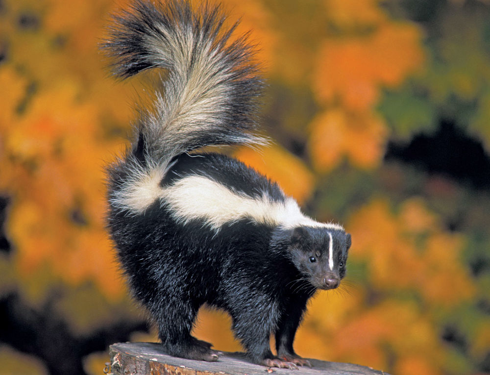 striped skunk in autumn