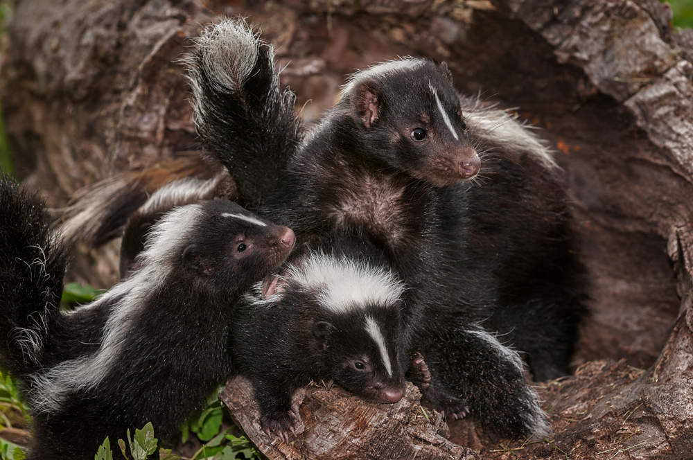 skunk mother and babies