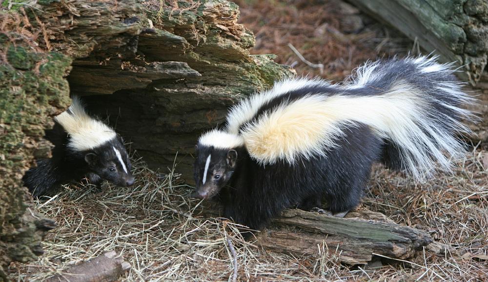 skunk pair