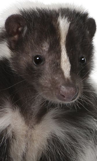 Skunk Portrait