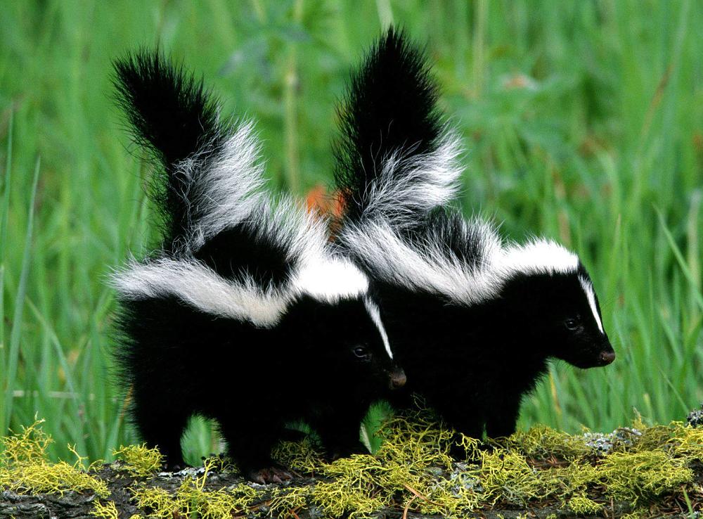 baby skunks