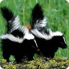 skunk facts