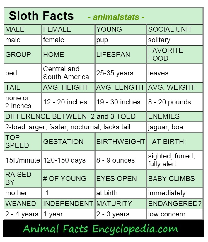 sloth animal stats