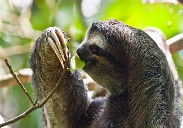 Rainforest Animals - Animal Facts Encyclopedia