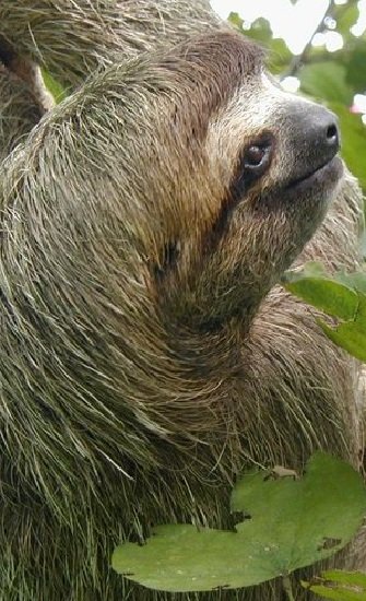 Sloth Facts - Animal Facts Encyclopedia