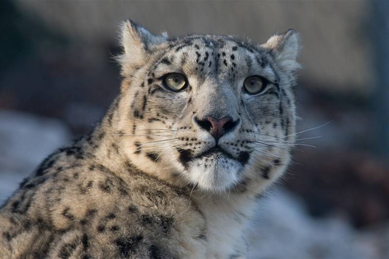 snow leopard close-up