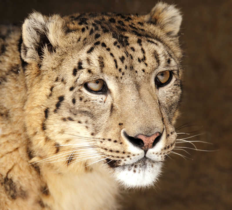 snow leopard extreme close-up