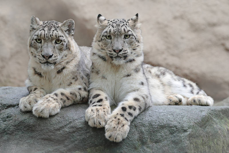 snow leopard pair