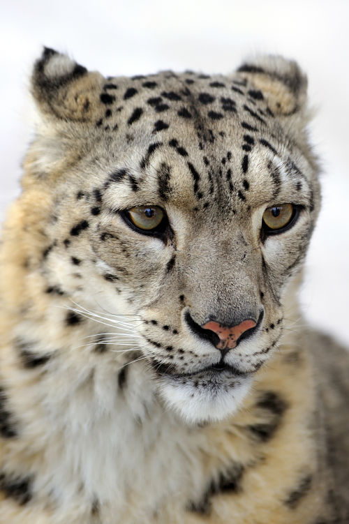 snow leopard portrait