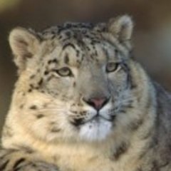 Snow Leopard Facts
