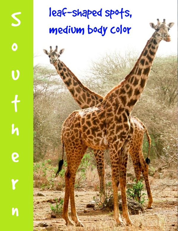 southern giraffe description