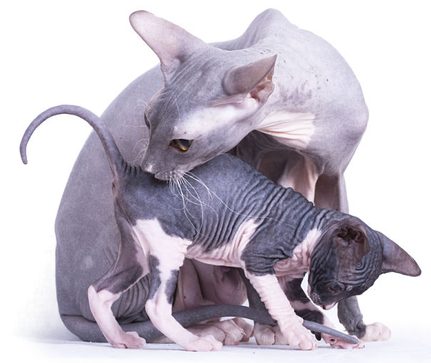 Sphynx cat mother and kitten