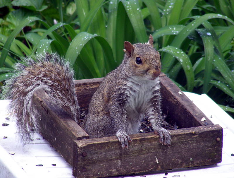 squirrel baby