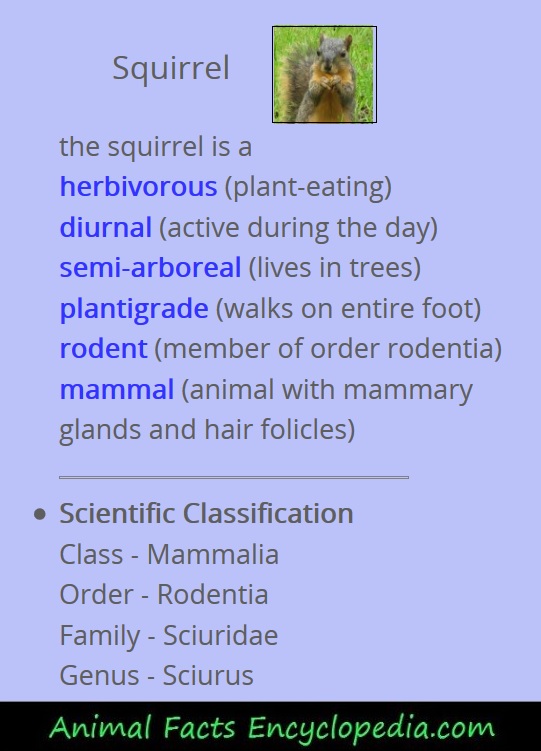 giraffe animal stats