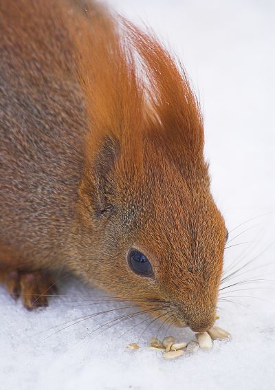 squirrel portrait