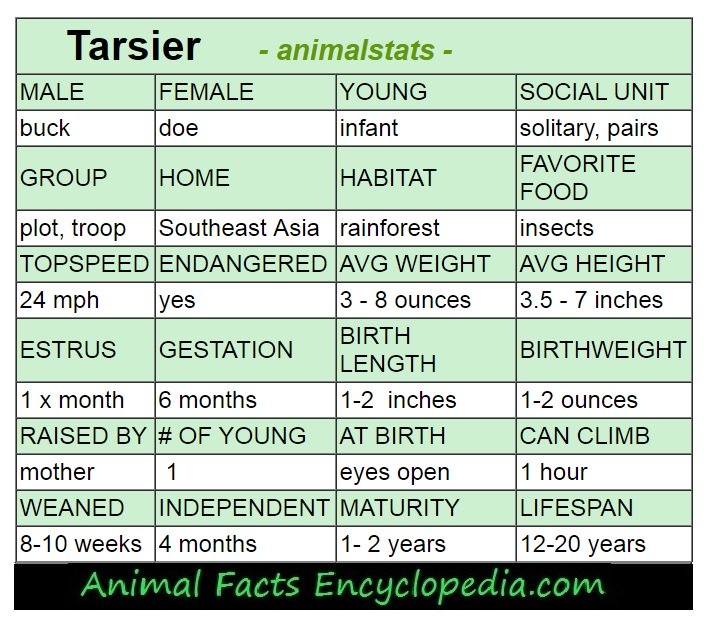 elk animal stats