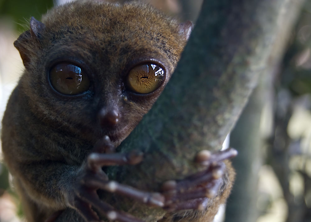 cool tarsier