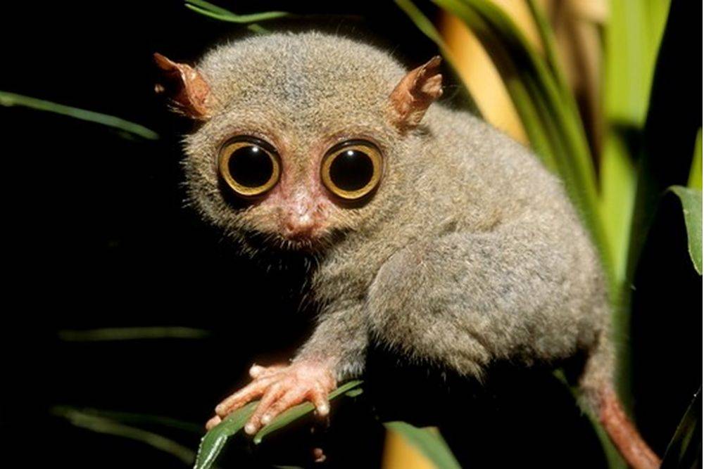 Tarsier Facts Animal Facts Encyclopedia