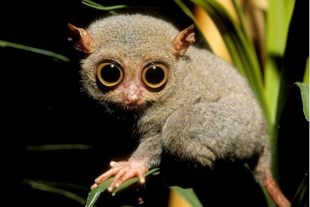 tarsier showing pupils dilated