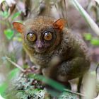 tarsier facts