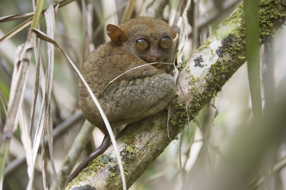 tarsier in the reeds