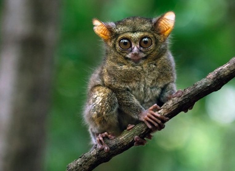 spectral tarsier