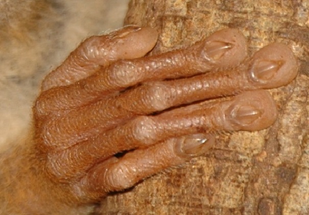 tarsierhandcloseup.jpg