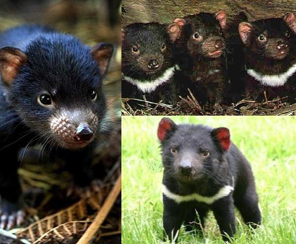 Tasmanian devil babies