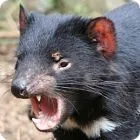 Tasmanian devil facts