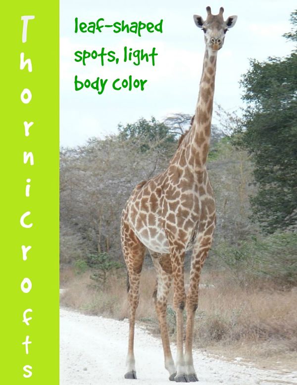 Thornicroft's giraffe description
