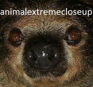 animal extreme close-ups