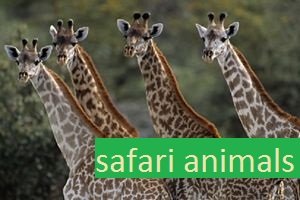 Safari animals