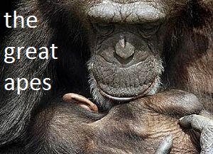 great apes facts
