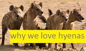 hyena facts