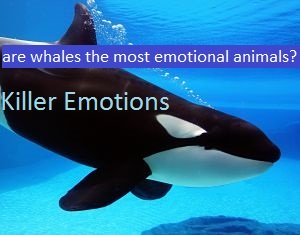 killer whale facts