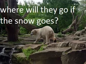 polar bear facts