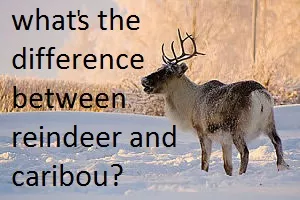 reindeer facts
