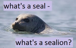seal facts
